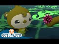 Octonauts - Periwinkle | Cartoons for Kids | Underwater Sea Education