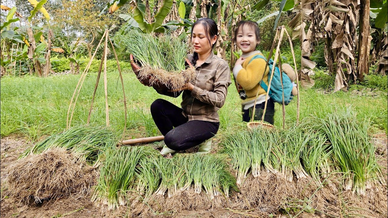 Harvesting Shallots from My Garden & Selling at the Market | Cook & Preserve