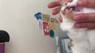 Ontstoken tandvlees bij kat. Gum disease in cats