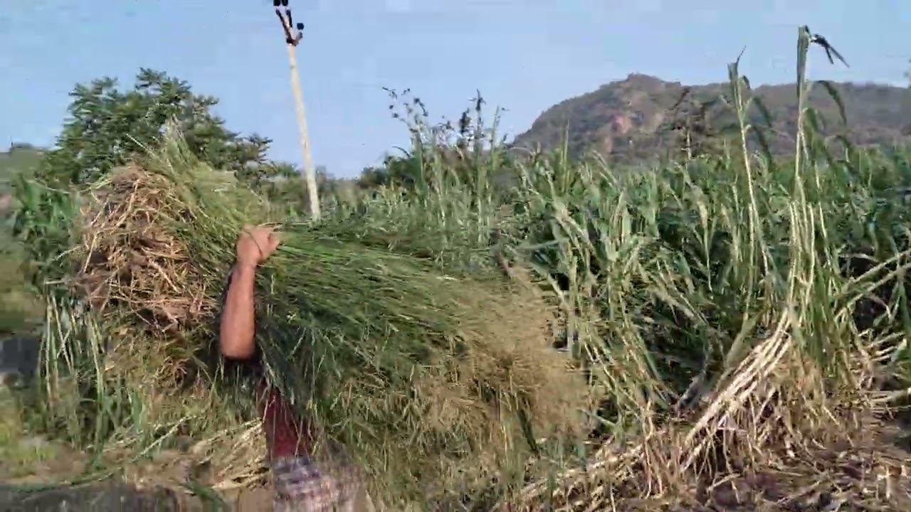 Rhodes grass 9600026269 