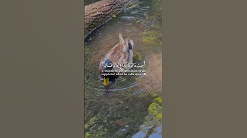 #أذكار_الصباح #اكسبلور #القزابري #لايك #تيك_توك #المصحف #راحة_نفسية #دويتو #ترند #duet