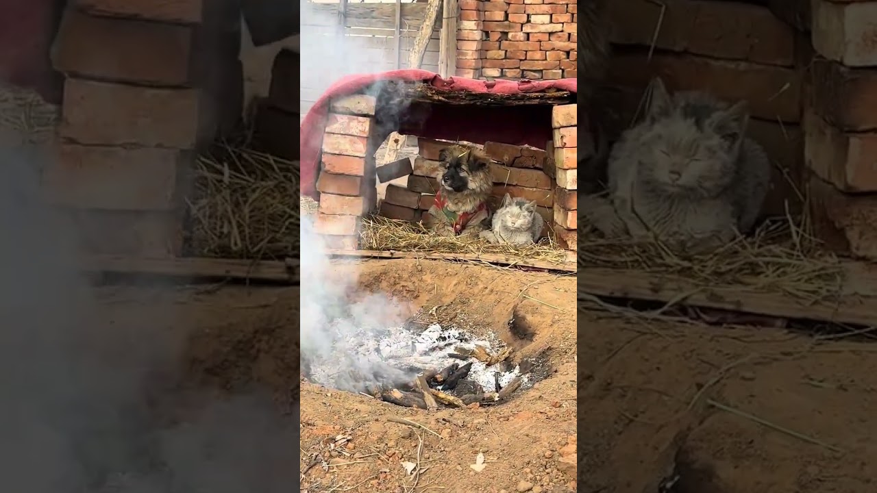 Кошки и собаки согревают друг друга в гнезде. План дебюта милых домашних животных. Собаки Золотого