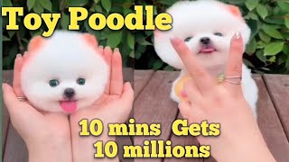 Toy Poodle Funny Poddle Poodle Puppycute fluffy poddles/Poodle video compilation