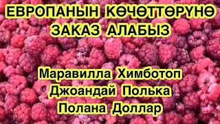 Кубан байкенин МАЛИНА багы || ЕВРОПАДАН КӨЧӨТТӨРГӨ ЗАКАЗ АЛАБЫЗ || малинанын көчөттөрү сатылат