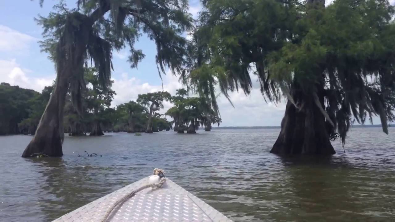 sw boat rides louisiana louisiana bayou boat ride w roy blanchard youtube sw boat rides louisiana louisiana bayou boat ride w roy blanchard youtube