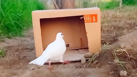 Best Quick Bird Trap Using Vital Cardboard Box And Woods - How To Make Bird Trap