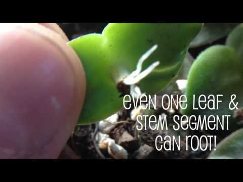 Video: Rosary Vine Plantepleje - Dyrkning af Ceropegia Rosenkrans Vine String Of Hearts