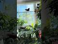 Make sure to visit the butterfly exhibit at the Pacific Science Center in Seattle, WA
