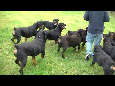 Video: Hvordan Heve En Rottweiler