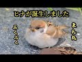 今春もまん丸ヒナが生まれました 【すずめ日記】