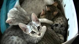 Egyptian Mau kittens 2015 part 6 by CatteryAsenka 3,358 views 8 years ago 8 minutes, 5 seconds