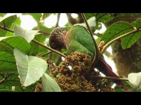 Periquito aliamarillo, Brown-breasted Parakeet, Pyrrhura calliptera, Parque natural chingaza