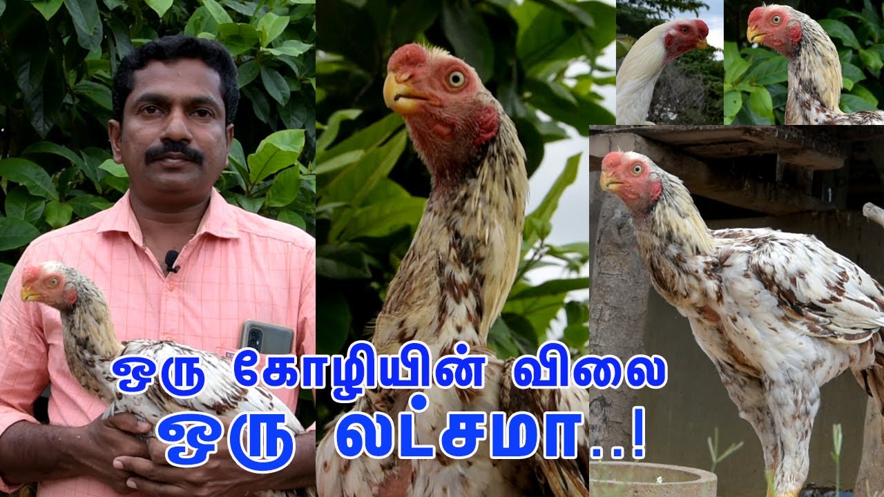 ஒரு கோழியின் விலை ஒரு லட்சமா..? வியக்கவைக்கும் கிளிமூக்கு கோழியின் ரகசியம் | Cell: 9080940495