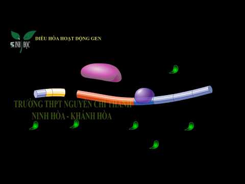 Video Điều hòa hoạt động gen - youtube