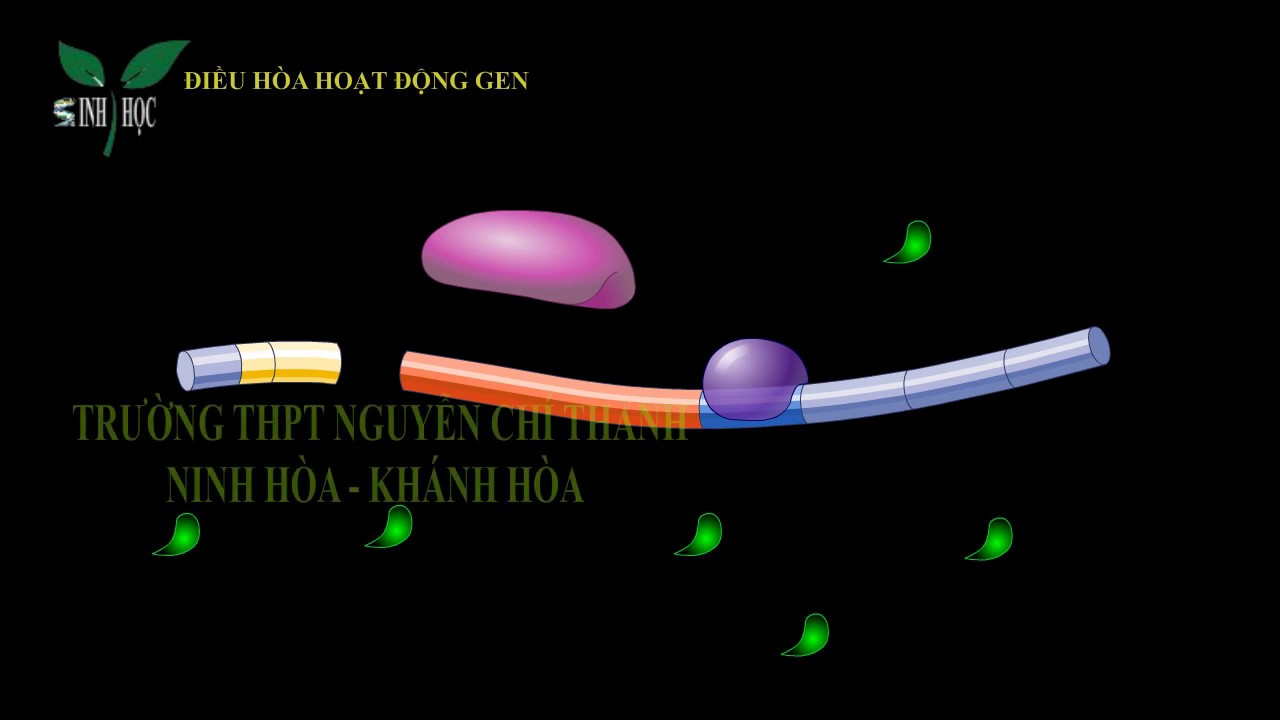 Điều hòa hoạt động gen