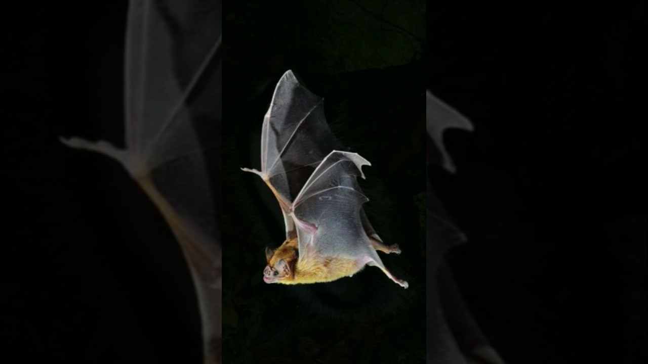 Top 10 Venomous mammals in the world🐀 