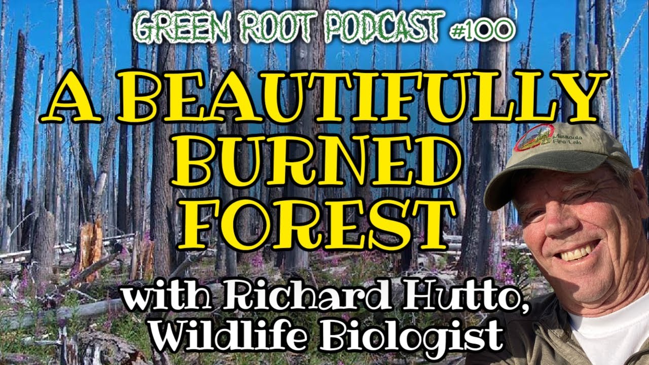 A Beautifully Burned Forest (with Richard Hutto, Wildlife Biologist)