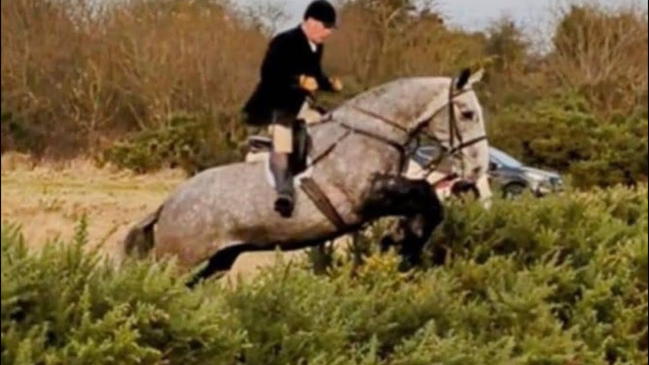 OISEEN - 6 yrs., 17.2h. Irish Draught g. Foxhunter Plus