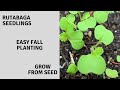 RUTABAGA - Easy fall planting