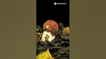 Nature’s Maze Master: Slime Mold Solves Mazes.