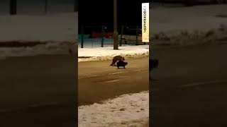 Стычка жирного кота с лисой на границе с Польшей Стычка жирного кота с лисой на границе с Польшей