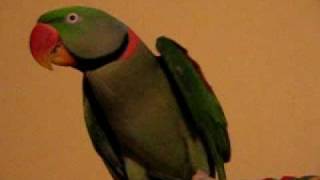 16 Year Old Adopted Alexandrine Buddy