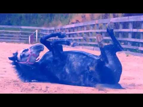 Shake it off