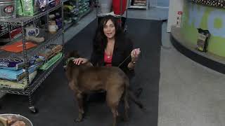 How to Measure a Dog's Neck & Chest Size for a Harness