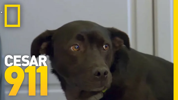 How To Build A Dog's Self-Esteem | Cesar 911 - DayDayNews