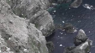 Northern gannets in flight at nesting colony on cliffs, Shetland Islands, Scotland, UK.