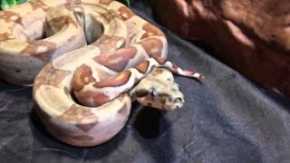 Hypo triple het t snowglow boa constrictor very rare