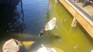 Kaz Ve Kaplumbağa Beslemek Via Port Pendik