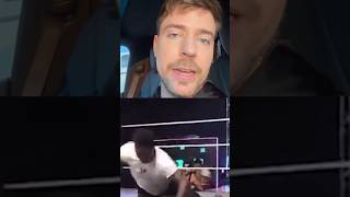 Download Lagu Mr Beast offers to help wrestler attacked by Raja Jackson MP3