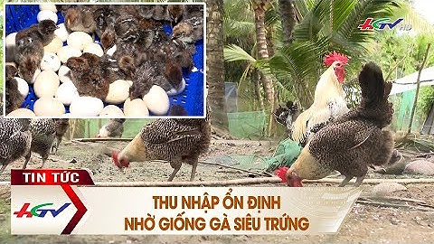 Thu nhập ổn định nhờ giống gà siêu trứng | Truyền hình Hậu Giang