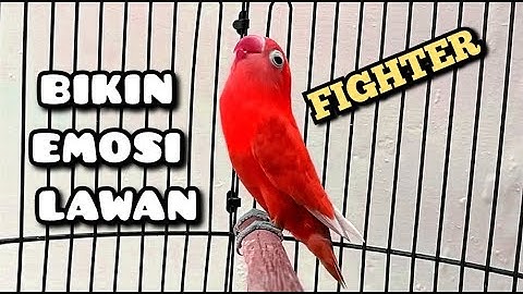 🔴LOVEBIRD NGETIK SAMBUNG NGEKEK PANJANG FIGHTER