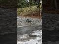Fast RC Buggy Test! #rccar #rcbuggy #rchobby