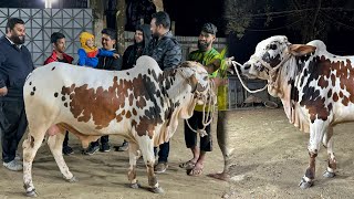 কিনেই ফেললাম আমাদের ২০২৫ সালের কোরবানির গরু ❤️ আলহামদুলিল্লাহ্