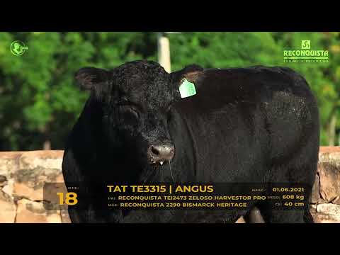 LOTE 18 - TAT TE3315 Angus