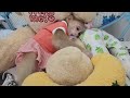 Baby monkey sugar obeys to sleep without mom