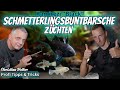 Schwarze Ramirezi: Zucht &amp; Selektion mit Züchter Christian Vetter