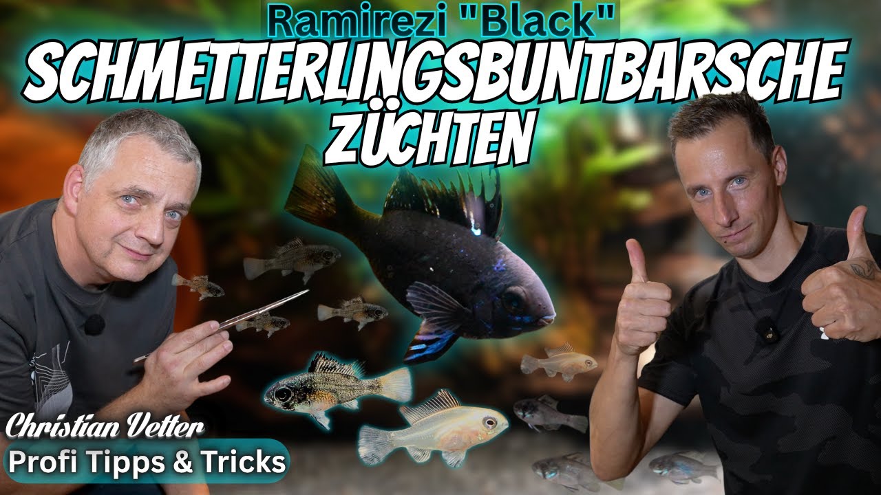Schwarze Ramirezi: Zucht & Selektion mit Züchter Christian Vetter