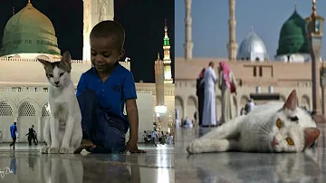 Cat in Masjid e nabvi #Madinah