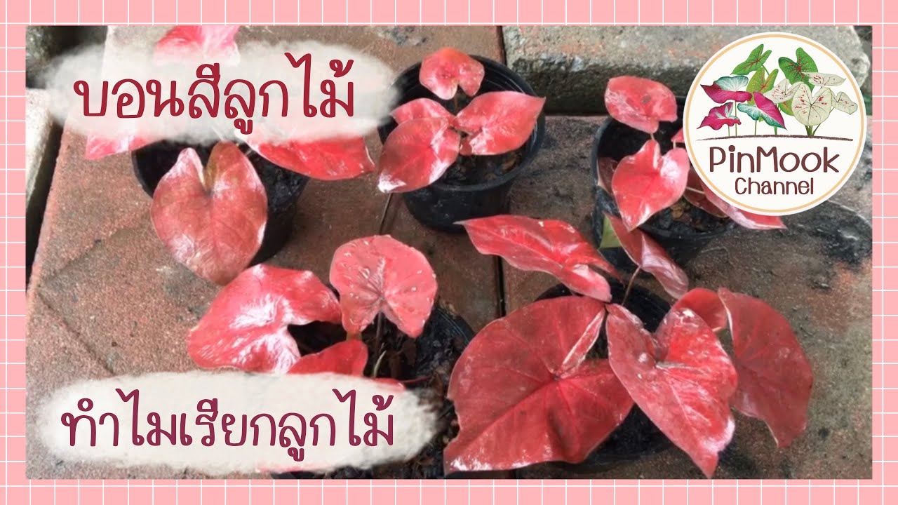 บอนสีลูกไม้ คือะอะไร ทำไมเรียกลูกไม้ มาฟังกัน พร้อมพาเจ้าบอนสีลูกไม้สีแดงมาฝากเพื่อนๆกันจ้า