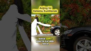 anjing ketemu Kuntilanak