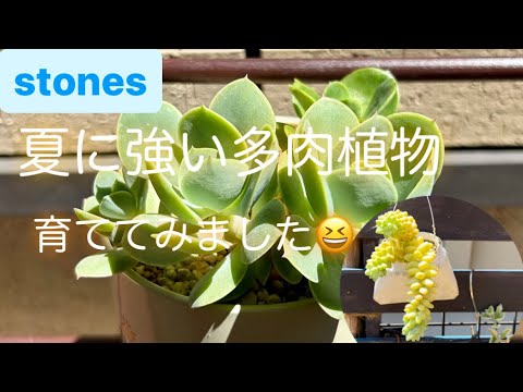 【多肉植物】#29 夏に強い多肉🌻うちにある多肉さん集めてみました❗️#多肉植物 #多肉植物初心者 #ガーデニング #園芸 #植物 #stones #succulent