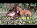 １２０kgのオスのイノシシとの死闘を制すも猟犬カシン、リキがやられました…。