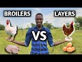 Layers vs Broilers | Which is More Profitable?