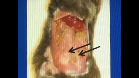 Could farmed Norwegian salmon be the world