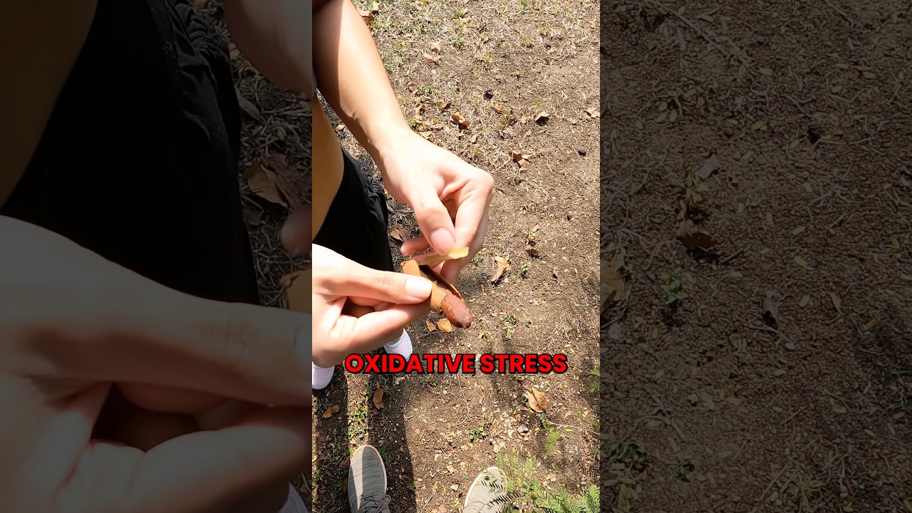 Этот фрукт тамаринд богат антиоксидантами и обладает сладким, терпким вкусом! 🌰 