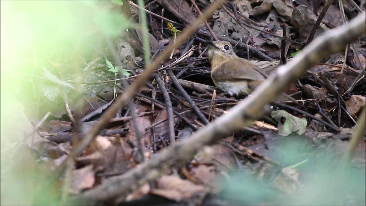 Macuru alimentando filhote